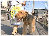 ユリシーザー きょうのわんこ 写真5