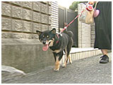 ぴー きょうのわんこ 写真2