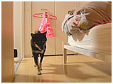 ぴー きょうのわんこ 写真4