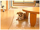 かえで きょうのわんこ 写真2