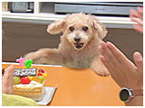 あん きょうのわんこ 写真4
