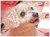 あん きょうのわんこ 写真5