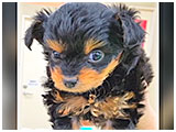 コロン きょうのわんこ 写真3