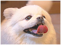 クララ きょうのわんこ 写真1