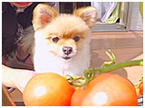 ゆず きょうのわんこ 写真4