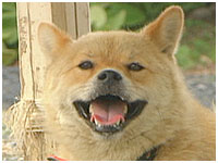 とら きょうのわんこ 写真1
