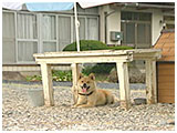 とら きょうのわんこ 写真2