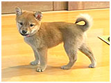 とら きょうのわんこ 写真3