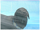 都希（つき） きょうのわんこ 写真4