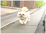 ポン太 きょうのわんこ 写真5