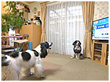 あん きょうのわんこ 写真4
