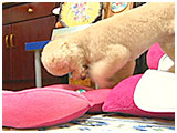 もみじ きょうのわんこ 写真4