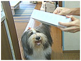 Jeffrey(ジェフリー) きょうのわんこ 写真4