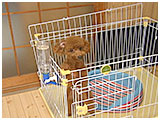 蘭丸 きょうのわんこ 写真2