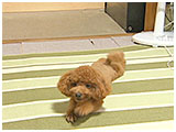 蘭丸 きょうのわんこ 写真4