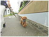 リン きょうのわんこ 写真2