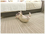 くまこ きょうのわんこ 写真4