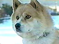 2005年 きょうのわんこ大賞 写真5