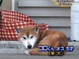 コロ