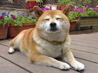 `` ʐ^1