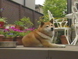チャチャ 写真2