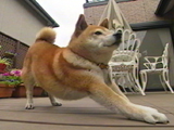 チャチャ 写真3