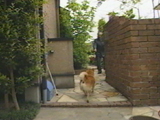 チャチャ 写真4