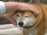チャチャ 写真10