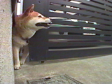 チャチャ 写真11
