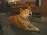 チャチャ 写真12