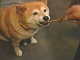 チャチャ 写真14
