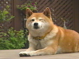 チャチャ 写真16