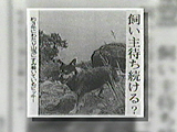 ビッキー 写真5