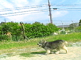 ジョン 写真8