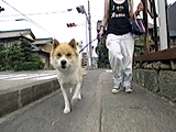 2005年 きょうのわんこ大賞 写真6