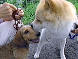 2005年 きょうのわんこ大賞 写真8