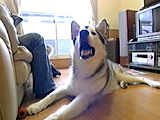 わんこたちの日常 写真13