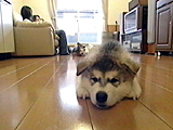 わんこたちの日常 写真14