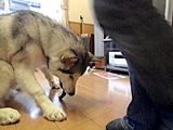 わんこたちの日常 写真15