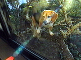 わんこたちの日常 写真21