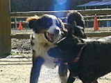 ピース 写真4