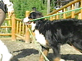 ピース 写真5