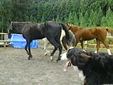 ピース 写真6
