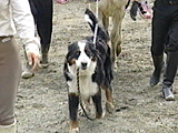 ピース 写真8