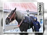 ティアラ 写真6