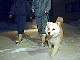 春よ来い おたま 写真3