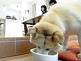 春よ来い おたま 写真10