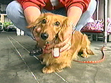 看板犬物語 ベリー 写真2