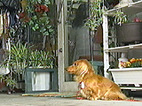 看板犬物語 ベリー 写真5