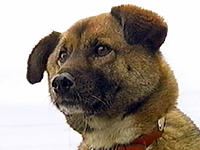 看板犬物語 海 写真1